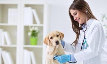 Pet medicine is rising